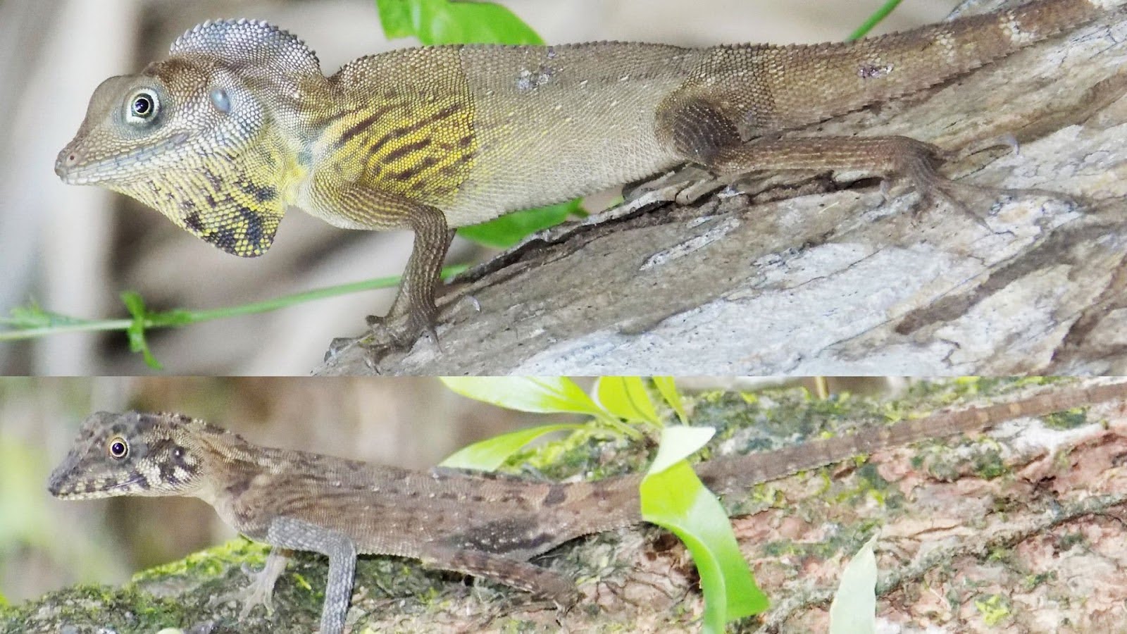 New lizard discovered on remote island in the Car Nicobar Archipelago